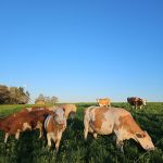La Ferme d'Ambert - Montpeyrou006
