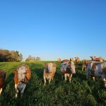 La Ferme d'Ambert - Montpeyrou010
